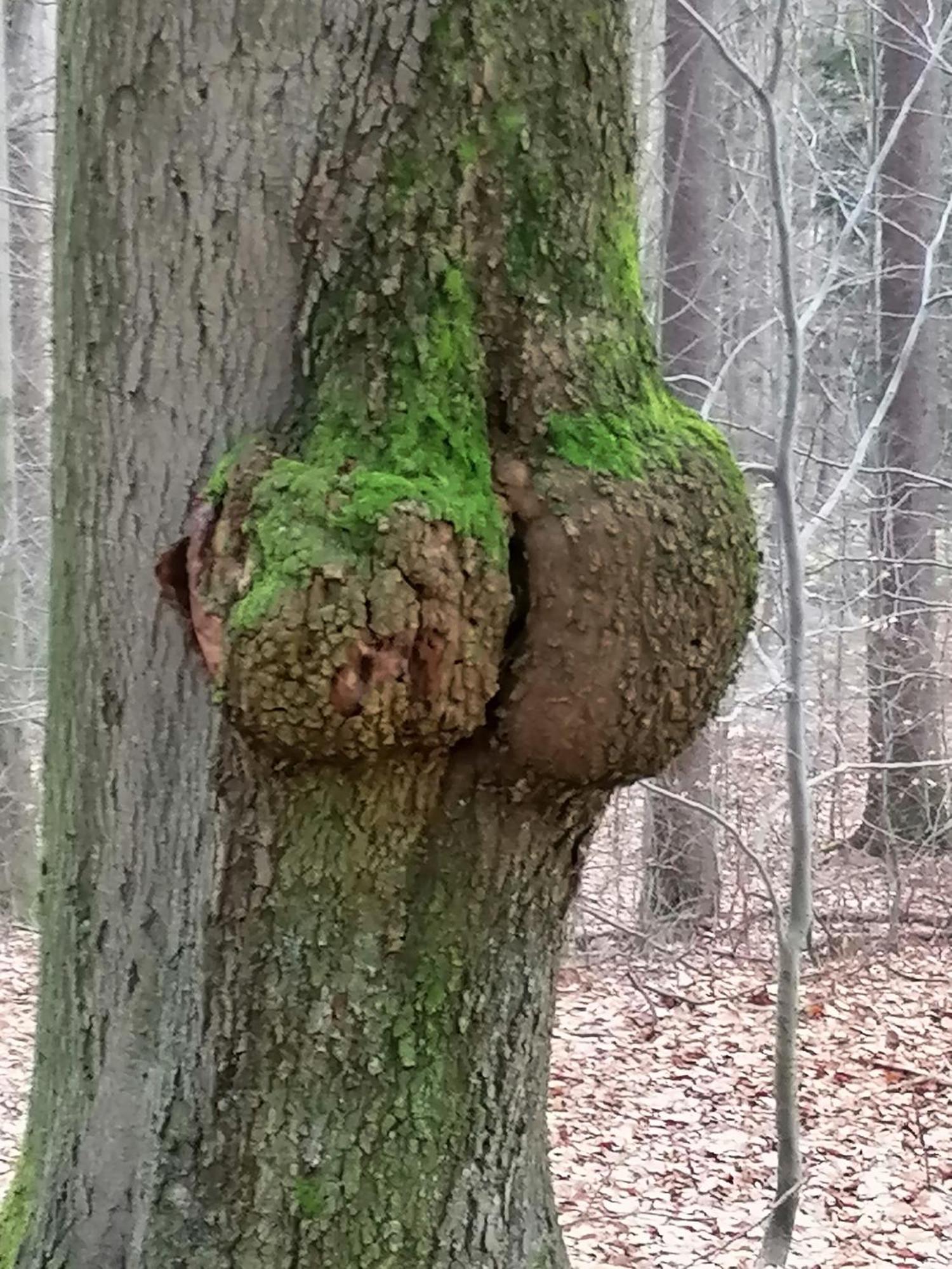 Penzion Jura Chřibská Bagian luar foto